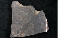 Foto (Detailansicht) von Ceratopetalum vivulare Ettingshausen (NHMW-GEO-2024-0188-10243)
